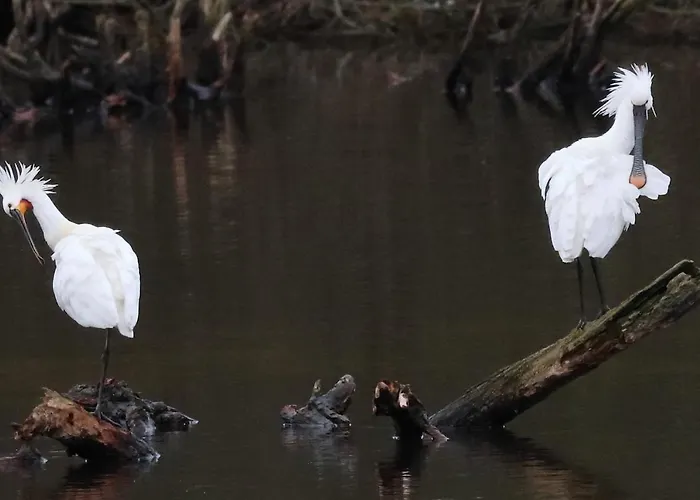 Casaluca Hellevoetsluis